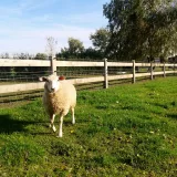 Miniatuur van Eiken paardenomheining 'Luxe'