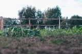 Miniatuur van Robinia paardenomheining 'PostandRail' - gekloven