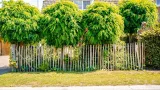 Miniatuur van Robinia schapenhek - 60 cm hoog - gekloven