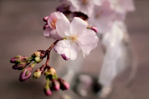 Lente? Tijd voor een bloesemboom!