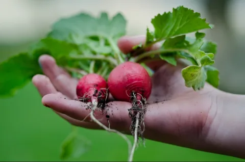 Handige tips om zelf een moestuin te starten!