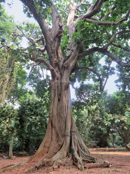 Iroko: hout met geneeskundige krachten