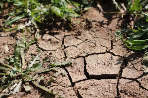 Wat met je tuin tijdens droge zomers?