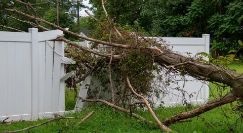 Wat met je tuin na stormschade? Dekt je verzekering?