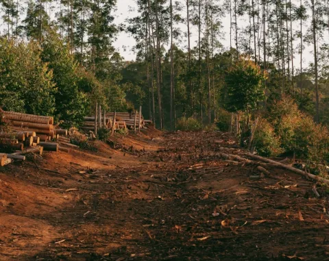 EUTR, of hoe we echt legaal hout kunnen garanderen