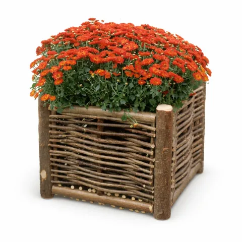 Plantenbak hazelaar