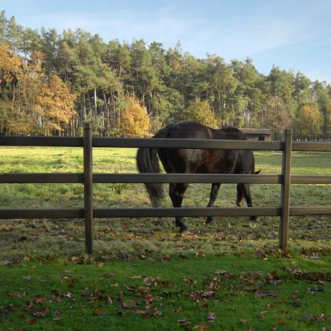 Hardhouten paardenomheining