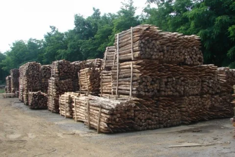 Lot 301/302 - Robinia ronde palen dia. 6-10 cm