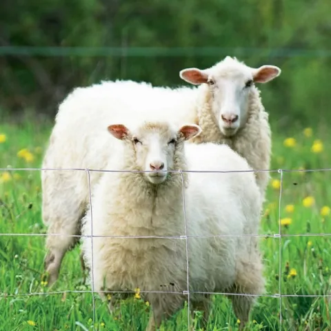 Schapenomheining metaal - standaard