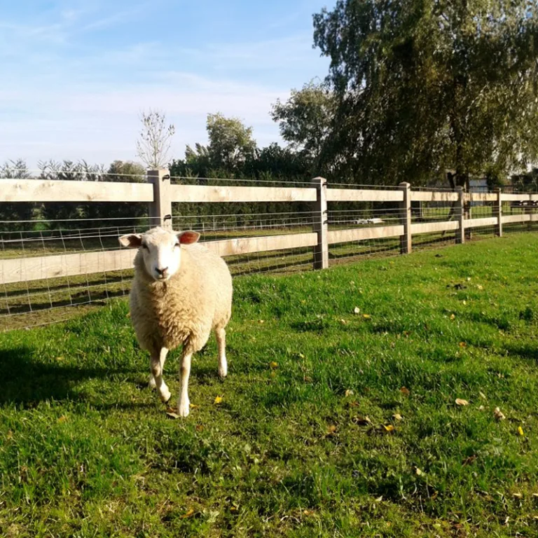 Eiken paardenomheining 'Luxe'