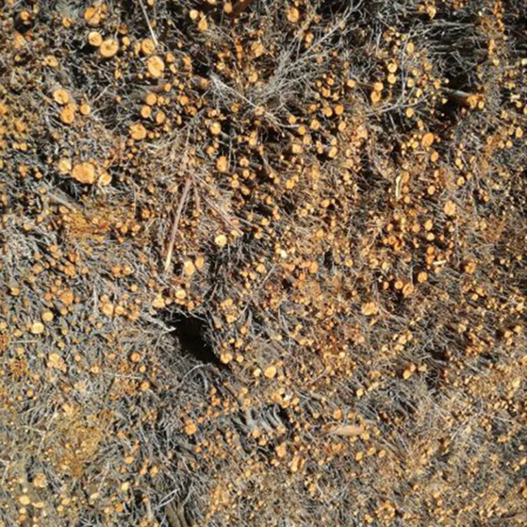 Heidemat - 1 cm dik - Classic