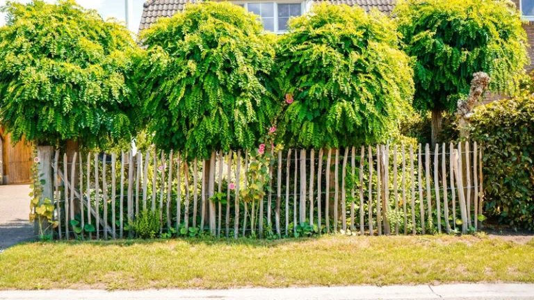 Robinia schapenhek - 60 cm hoog - gekloven