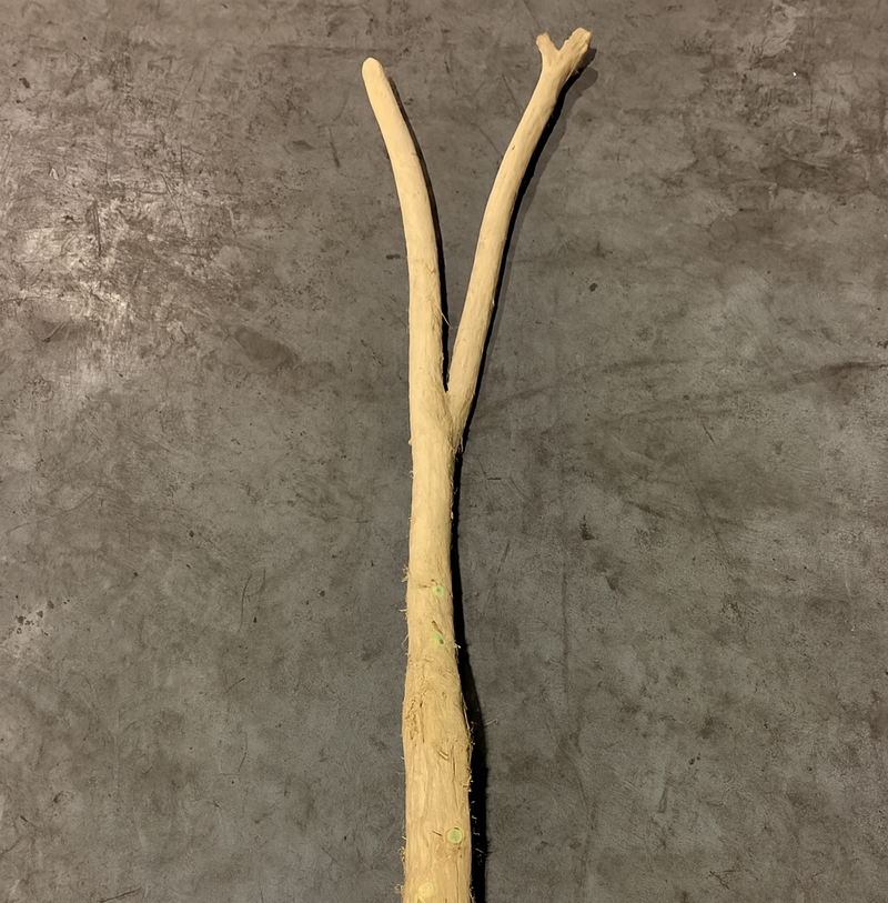 Robinia paal geschild - Y gevorkt